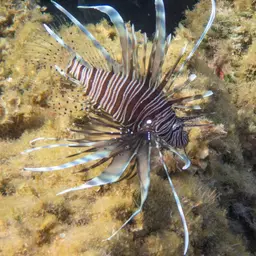 Soldier Lionfish, photo 3