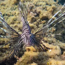 Soldier Lionfish, photo 4
