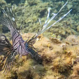 Soldier Lionfish, photo 5
