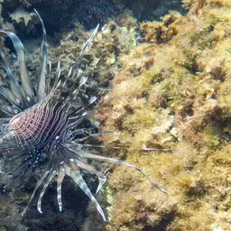 Soldier Lionfish, photo 6