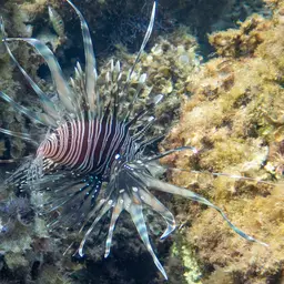 Soldier Lionfish, photo 7