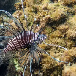 Soldier Lionfish, photo 8