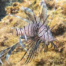 Soldier Lionfish, photo 9