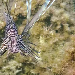 Soldier Lionfish, photo 10