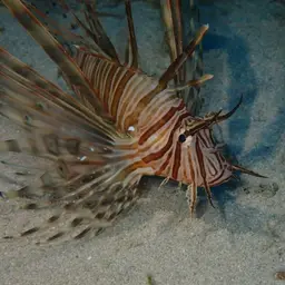 Soldier Lionfish, photo 11