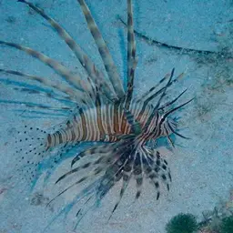 Soldier Lionfish, photo 12