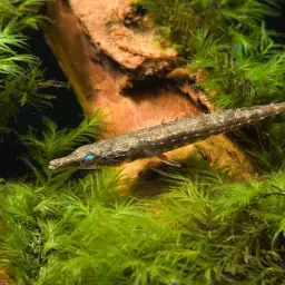 Crocodile Stickleback, photo 1
