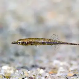 Crocodile Stickleback, photo 2