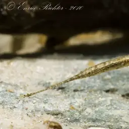 Crocodile Stickleback, photo 3