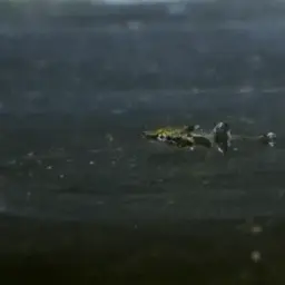 Crocodile Stickleback, photo 4