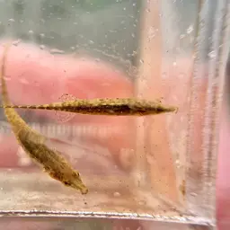 Crocodile Stickleback, photo 5