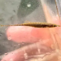 Crocodile Stickleback, photo 6