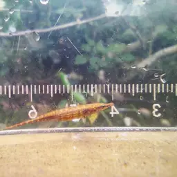 Crocodile Stickleback, photo 7