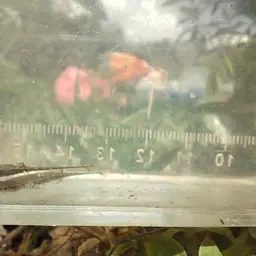 Crocodile Stickleback, photo 9