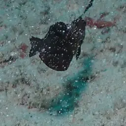 Peacock Razorfish