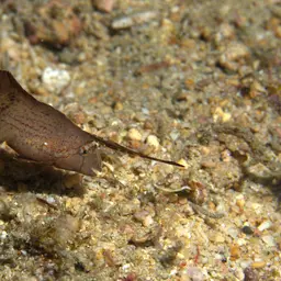 Peacock Razorfish, photo 4