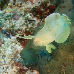 Peacock Razorfish, photo 6