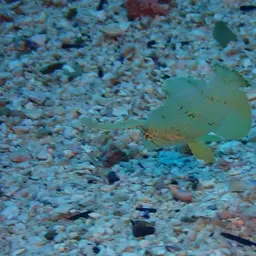 Peacock Razorfish, photo 7