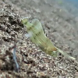 Peacock Razorfish, photo 8