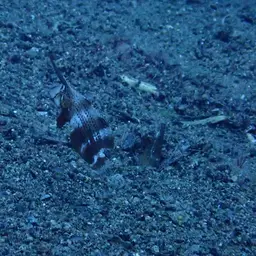 Peacock Razorfish, photo 11