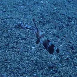 Peacock Razorfish, photo 12