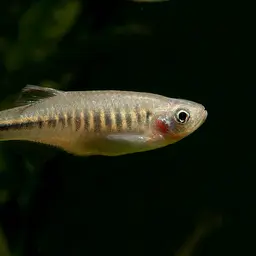 Tiger Danio, photo 1