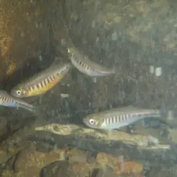 Tiger Danio, photo 2