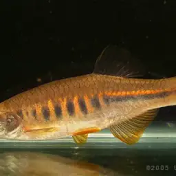 Tiger Danio, photo 3