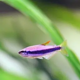 Blue Emperor Tetra