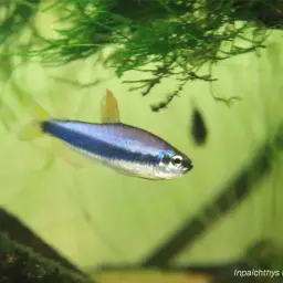 Blue Emperor Tetra, photo 2