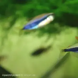 Blue Emperor Tetra, photo 3
