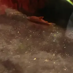 Blue Emperor Tetra, photo 4