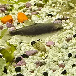 Blue Emperor Tetra, photo 5