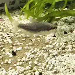 Blue Emperor Tetra, photo 6