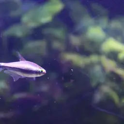 Blue Emperor Tetra, photo 7