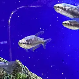Blue Emperor Tetra, photo 8