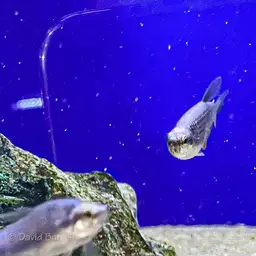 Blue Emperor Tetra, photo 9