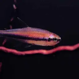 Blue Emperor Tetra, photo 10