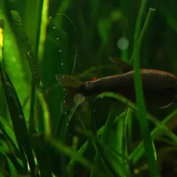 Blue Emperor Tetra, photo 11