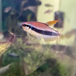 Blue Emperor Tetra, photo 12