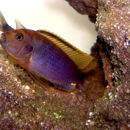 Lavender mbuna