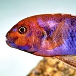 Lavender mbuna, photo 3