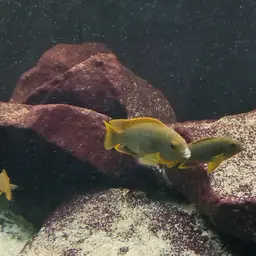 Lavender mbuna, photo 4