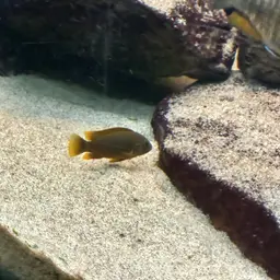 Lavender mbuna, photo 5