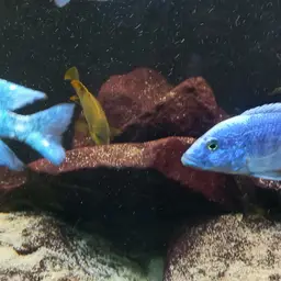 Lavender mbuna, photo 6