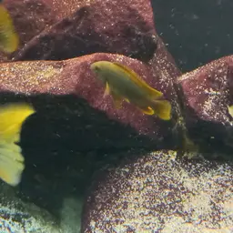 Lavender mbuna, photo 7