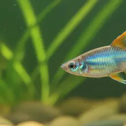 Irian Rainbowfish, photo 2