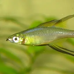 Threadfin Rainbowfish, photo 1