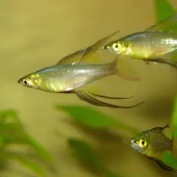 Threadfin Rainbowfish, photo 2