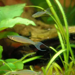 Threadfin Rainbowfish, photo 3